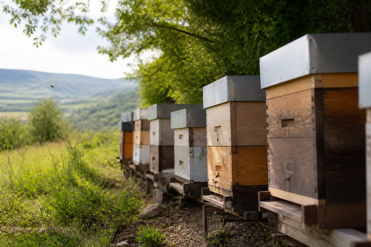 Rangée de ruches en bois posées en bordure d'un champ de lavande en fleur, en Haute-Provence